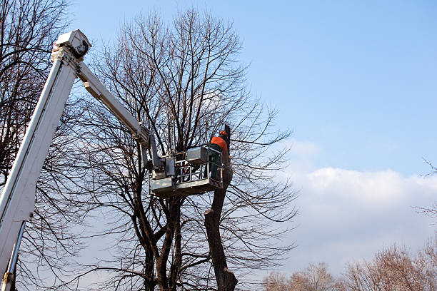 Reliable Muscle Shoals, AL Tree Services Solutions